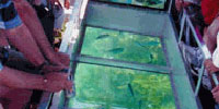 Glass Bottom Boat